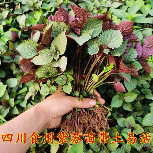 四川新鲜紫苏苗盆栽露天自种去腥