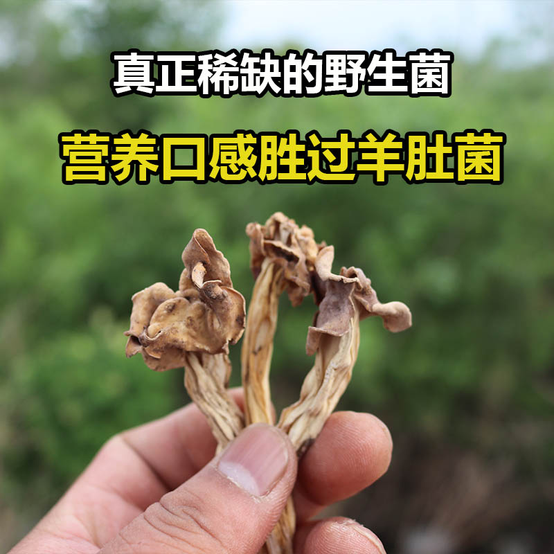 深山采摘巴楚菇小鸡炖蘑菇煲汤