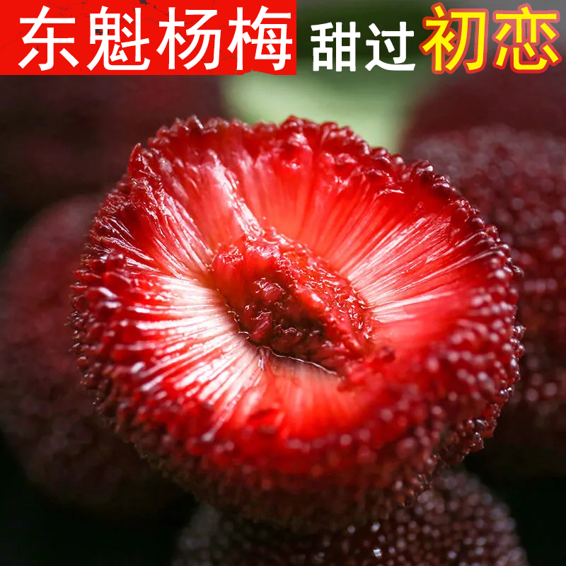 杨梅新鲜东魁大杨梅现摘温州杨梅应季时令孕妇水果真空装顺丰包邮