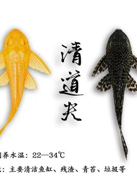 黑色清道夫清洁鱼活体食用青苔除绿藻工具鱼好养耐活