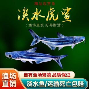 观赏鱼淡水鲨鱼虎鲨蓝鲨白虎鲨蓝白小型热带吃垃圾工具鱼活体包邮