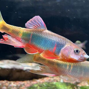 原生鱼野采宽鳍鱲类高屏鱲发色石斑彩鱼观赏冷水鱼活体淡水鱼耐养