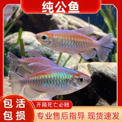 刚果美人电光热带观赏鱼群游活体石缸小型刚果美人鱼观赏鱼石美人