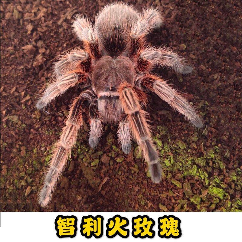 【可爱温顺】智利火玫瑰蜘蛛宠物蜘蛛学生温顺无毒亮背火玫瑰