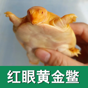 黄金鳖变异宠物深水甲鱼鳌养殖黄金甲黄化鳖白化甲鱼甲鱼苗黄金龟