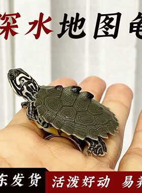 密西西比地图乌龟苗活物小宠物龟招财龟外塘观赏深水火焰吃鱼粪龟