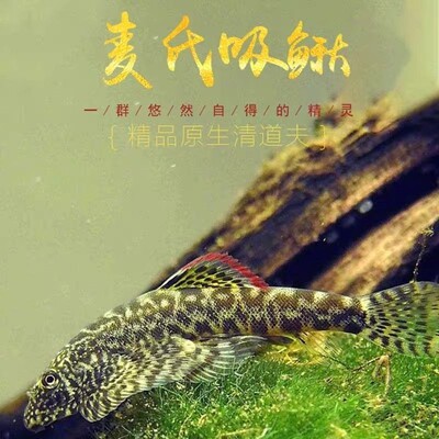 彩鳍麦氏吸鳅鱼淡水观赏鱼溪流原生鱼除藻工具鱼中国琵琶双吸鳅活