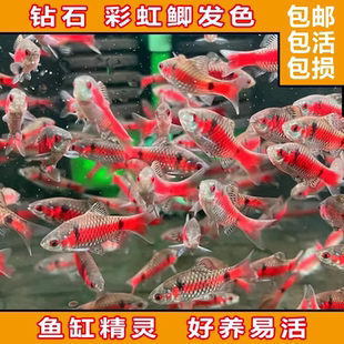 钻石彩虹鲤科原生鲫鱼耐养溪流热带鱼群游淡水小型冷水耐寒观赏鱼