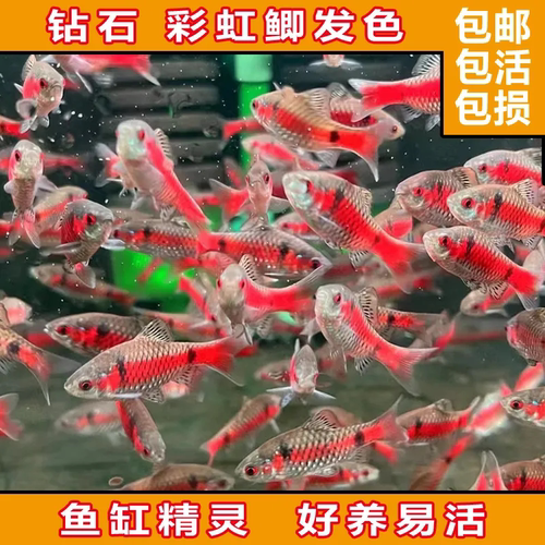 钻石彩虹鲤科原生鲫鱼耐养溪流热带鱼群游淡水小型冷水耐寒观赏鱼
