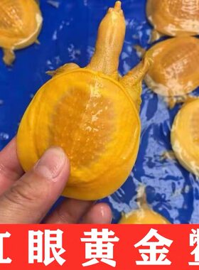 精品招财红眼睛黄金甲鱼黄化鳖观赏鳖深水鳖黄金鳖水鱼王八变异鳖