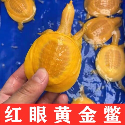 精品招财红眼睛黄金甲鱼黄化鳖观赏鳖深水鳖黄金鳖水鱼王八变异鳖