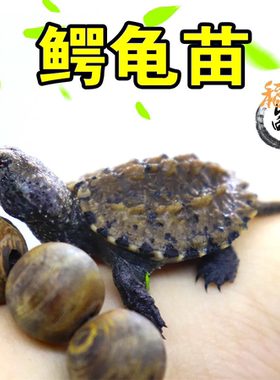 鳄鱼活体杂佛北美活物观赏宠物乌龟杂佛鳄龟人工便宜网红宠物龟