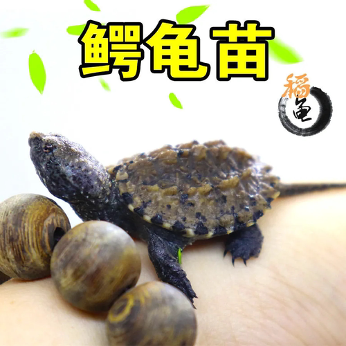 鳄鱼活体杂佛北美活物观赏宠物乌龟杂佛鳄龟人工便宜网红宠物龟