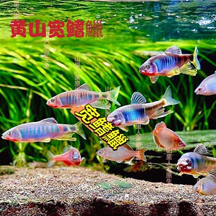 宽鳍鱲红腹红嘴类高屏鱲长鳍鱲发色艳丽原生溪流鱼自然生长