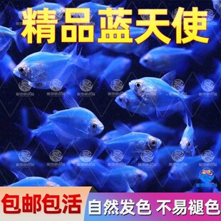 蓝衣天使观赏鱼七彩天使鱼热带鱼小型鱼群游活体灯鱼虎皮鱼练手