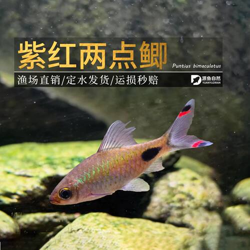 紫红两点鲫野生热带淡水观赏鱼易养溪流鱼荧光道金斯条纹拉丝公鱼
