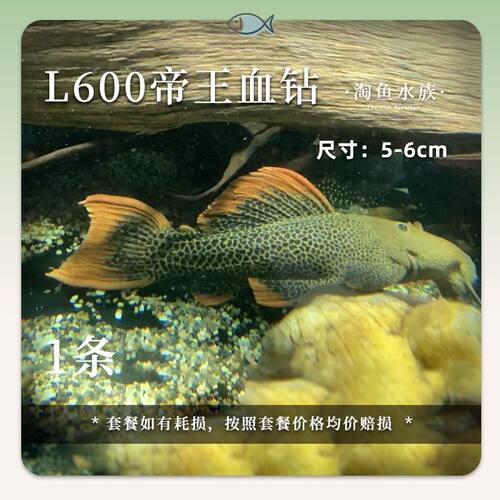 南美异形鱼L600帝王血钻l600帝王血砖异形观赏鱼工具鱼观赏