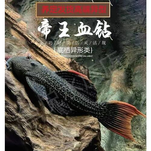 帝王血钻L600异型鱼活鱼底栖工具鱼南美清道夫