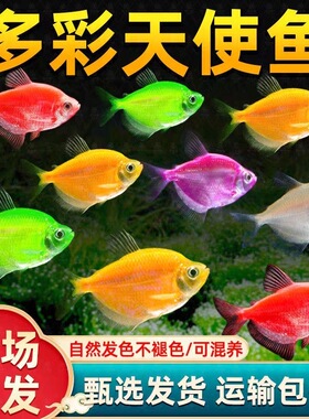 天使观赏鱼热带小型群游神仙彩色糖果淡水鱼热带鱼耐活好养易活