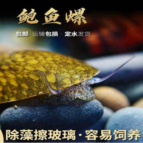 观赏螺神秘黄金鲍鱼螺清洁螺斑马螺清洁除藻工具螺冷水