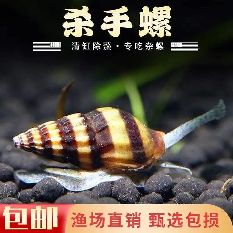 【发顺丰】大号杀手螺活体大黄蜂观赏蜜蜂宝塔螺草缸清理杂螺涡虫