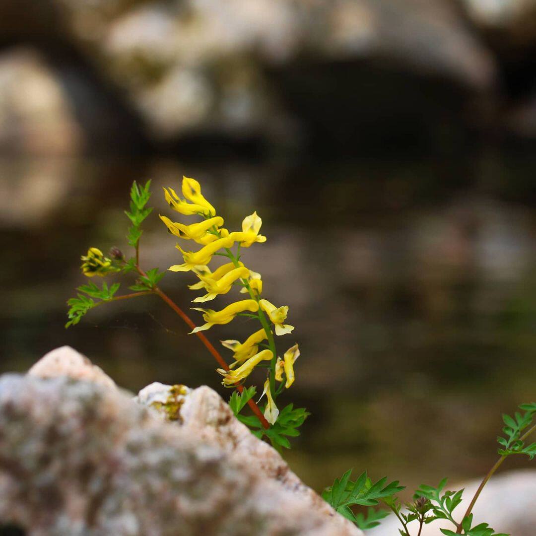 由之花源|现货珠果黄堇耐寒羽叶黄花宿根盆栽低维护花园庭院阳台
