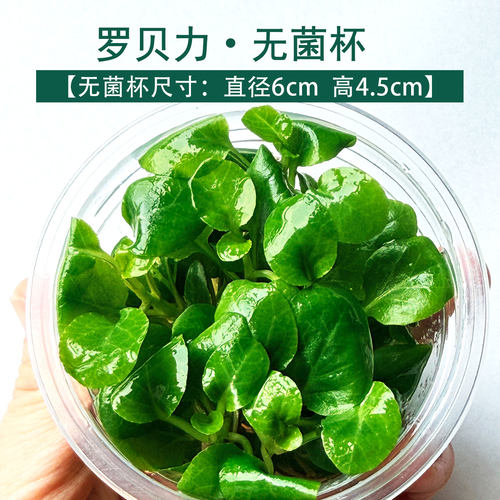罗贝力无菌无螺懒人鱼缸水草