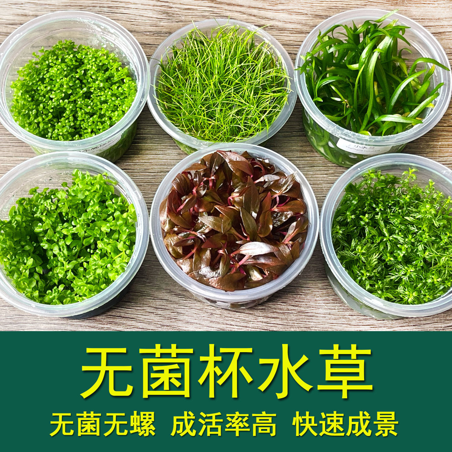 无菌杯水草造景鱼缸爬地矮珍珠高珍珠血心兰小水兰宝塔活体前景草