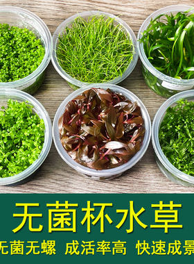 鱼缸无菌杯活体水草快速成景