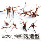 鱼缸造景沉木可选造型树形枝杈条形状杜鹃根草缸虾缸水族箱 包邮