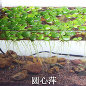 圆心萍浮萍净化水质吸收硝酸盐水培绿植庭院阳台鱼虾龟缸漂浮水草