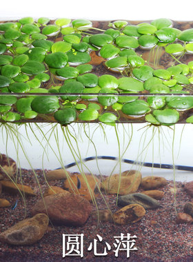 圆心萍浮萍净化水质吸收硝酸盐水培绿植庭院阳台鱼虾龟缸漂浮水草