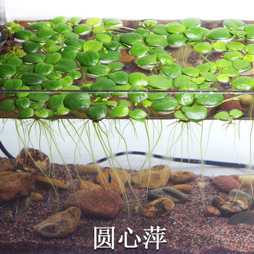 净化水质漂浮无需泥土