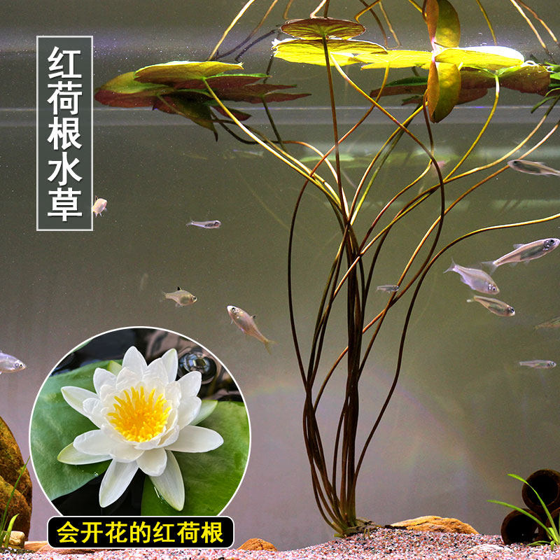 红荷根水草鱼缸水族箱鱼池造景装饰淡水中后景耐养浮叶睡莲科活体