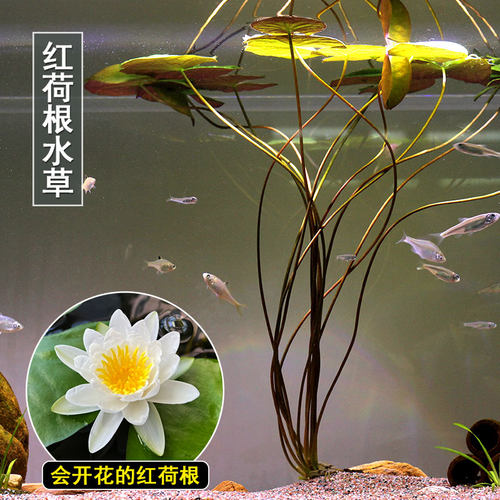 红荷根水草中后景耐养浮叶观赏