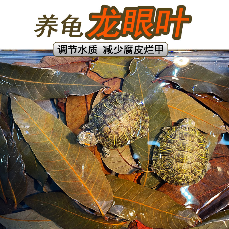 龙眼叶调节水质乌龟躲避