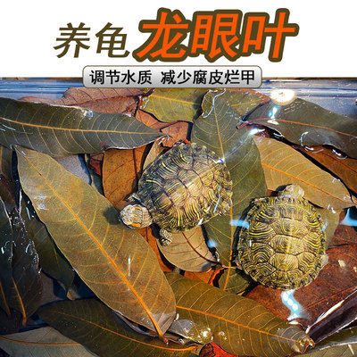 龙眼叶调节水质乌龟躲避