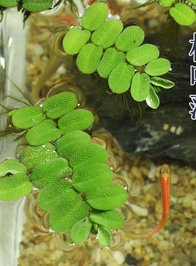 槐叶萍浮萍水草水培鱼缸龟缸庭院户外鱼池可净化水质的水生植物