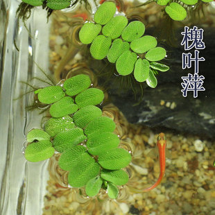 槐叶萍浮萍水草水培鱼缸龟缸庭院户外鱼池可净化水质的水生植物