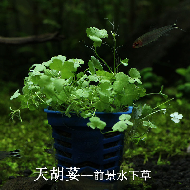 天胡荽天湖葵前景草阴性水草水族箱鱼缸造景装饰套餐活体淡水