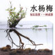 水杨梅鱼缸造景装 饰水草植物阴性绿植乌龟缸水族箱净化淡水盆栽