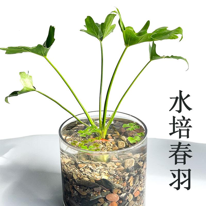 春羽水水族生态缸造景培易养活