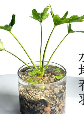 春羽水培绿植盆栽花卉植物室内易养活生态缸水族造景观叶室内好养