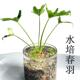 春羽水培绿植盆栽花卉植物室内易养活生态缸水族造景观叶室内好养
