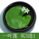 一叶莲碗莲水培活体水草观叶观花水生植物四季 开花心形莲花好养活