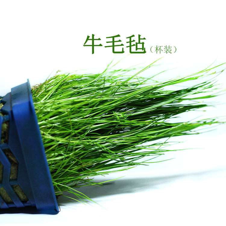 牛毛毡水草牛毛草鱼缸造景水草前中景水草懒人速成草坪 9.9包邮,宠物/宠物食品及用品,水草,淘宝优惠券,粉丝福利购,淘宝优惠卷