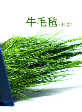 毛毡鱼缸前中景懒人速成包邮水草