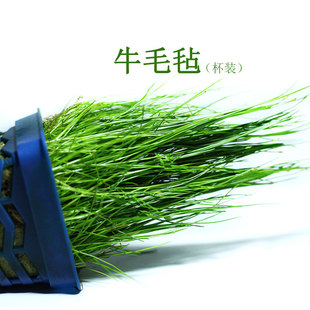 牛毛毡水草牛毛草鱼缸造景水草前中景水草懒人速成草坪 9.9包邮