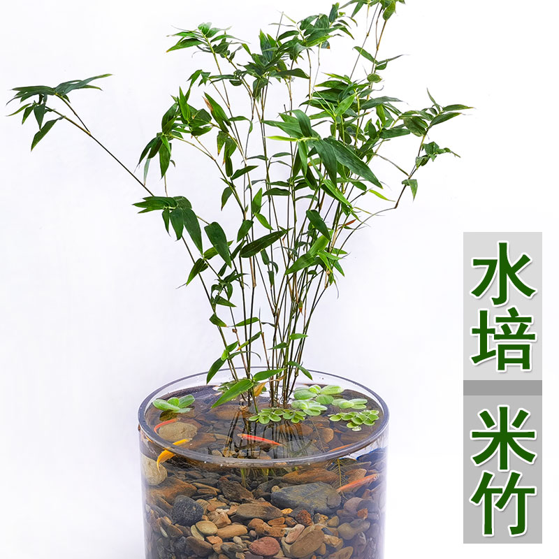 米竹观赏水培或者土培盆栽造景