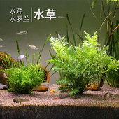 水罗兰水芹水草活体鱼缸草缸造景装 饰水族淡水植物中后景有茎类